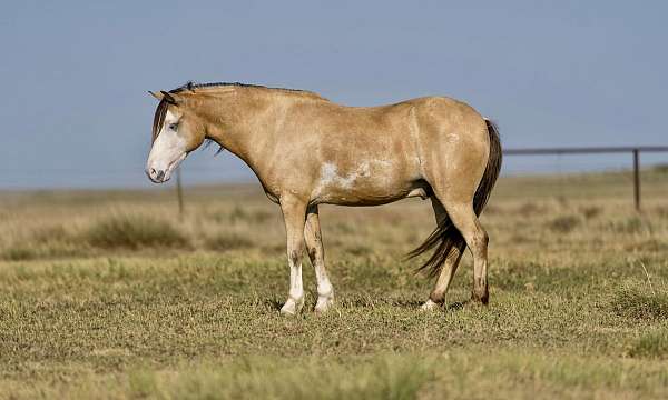 quarter-pony