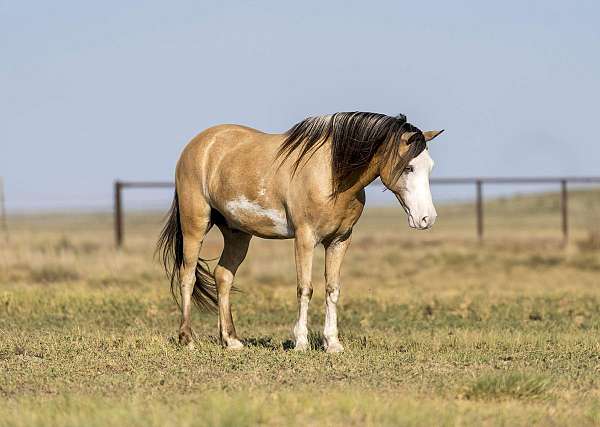 ranch-work-quarter-pony