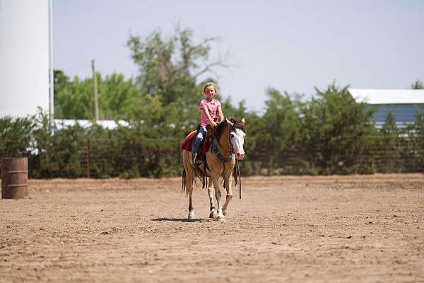 bay-white-tobiano-quarter-pony