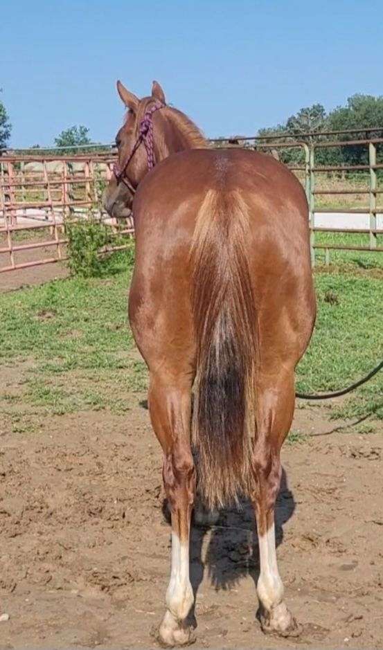 aqha-quarter-horse