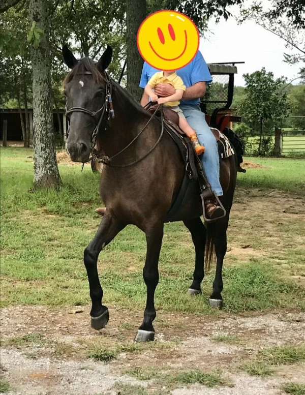 tennessee-walking-gelding