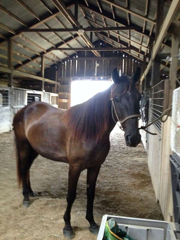 tennessee-walking-horse