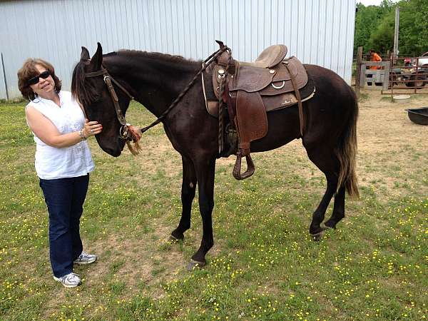 black-gaited-horse