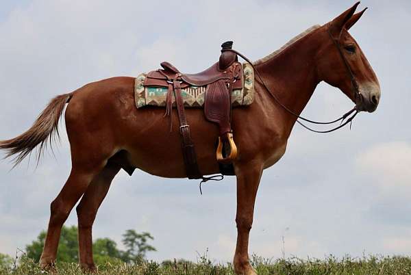 ranch-work-quarter-horse