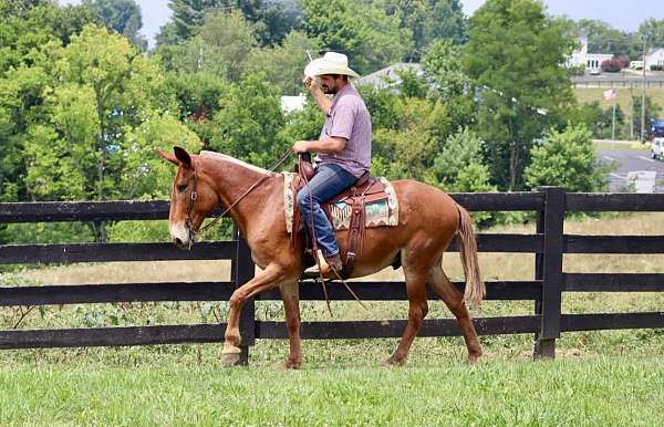 all-around-quarter-horse