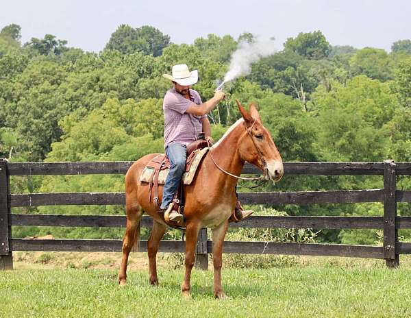 trail-quarter-horse