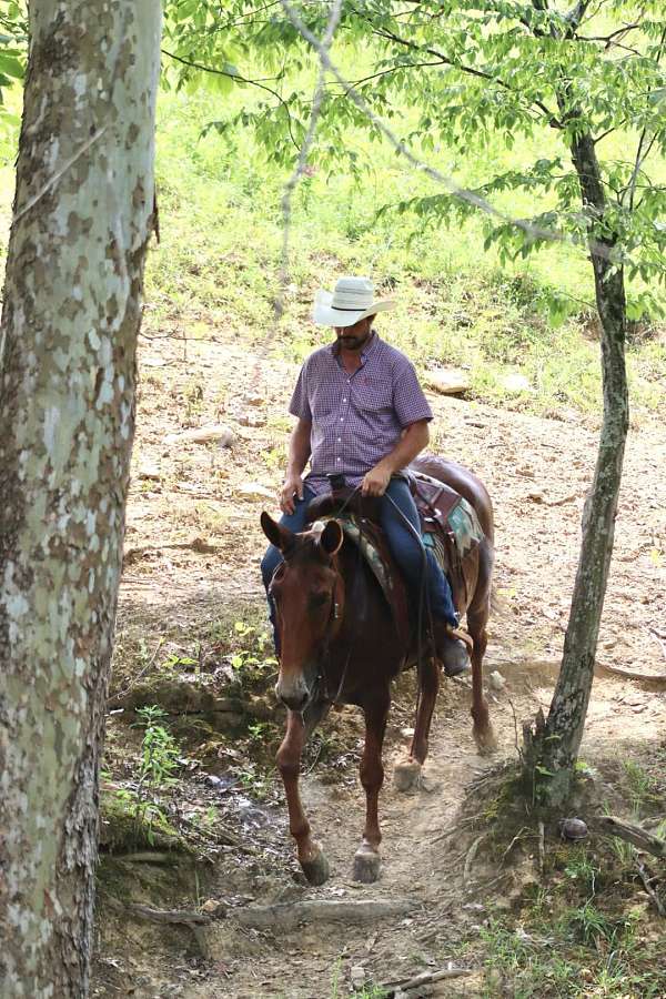 beginner-quarter-horse