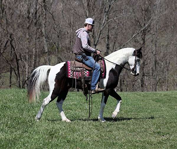 beginner-safe-tennessee-walking-horse