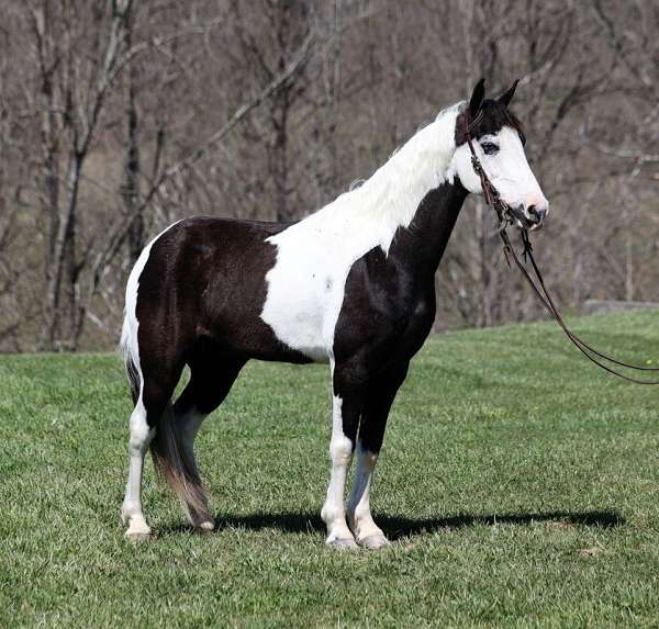 quarter-horse-tennessee-walking