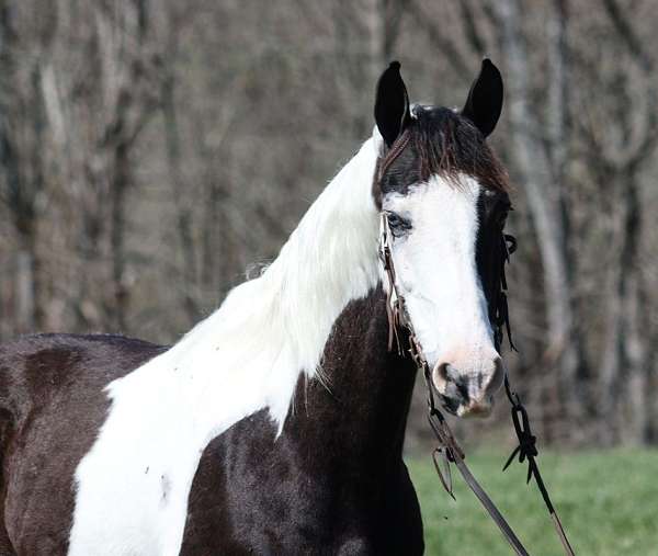 ranch-work-tennessee-walking-horse