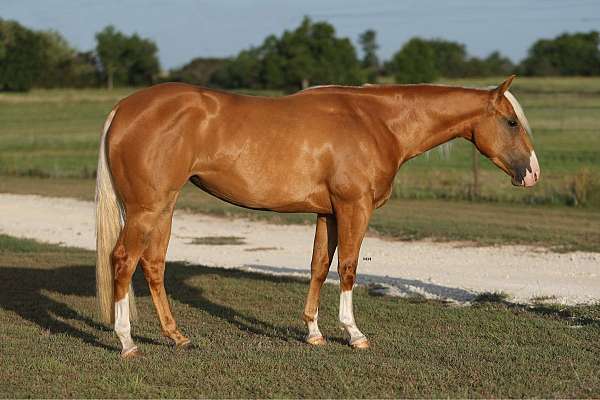 beginner-safe-quarter-horse