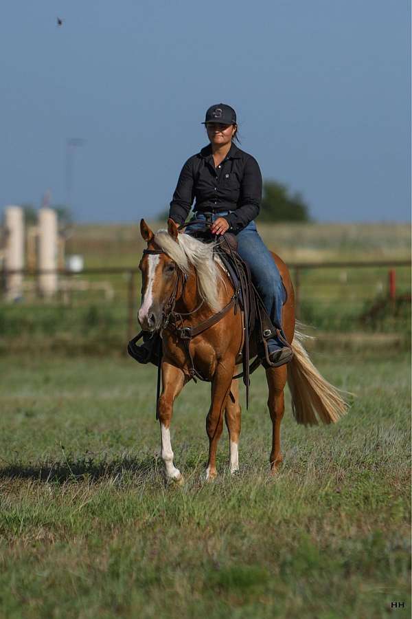 palomino-blaze-horse