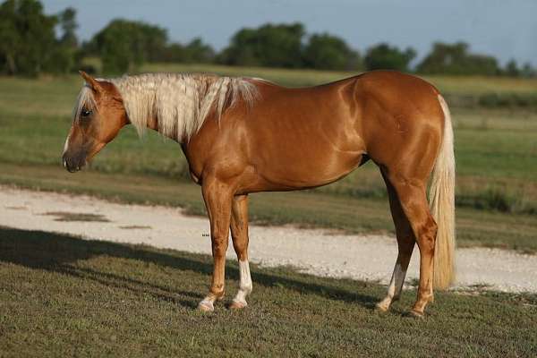 ranch-work-quarter-horse