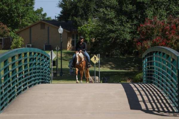 beginner-quarter-horse