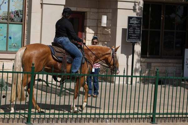 flashy-quarter-horse