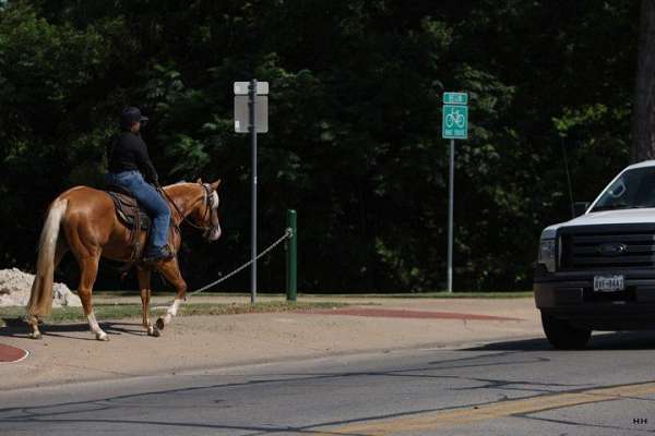 husband-safe-quarter-horse