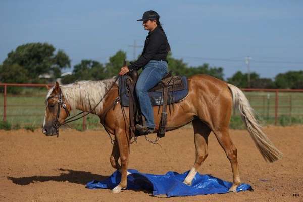 kid-safe-quarter-horse