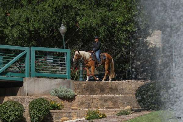 trail-quarter-horse