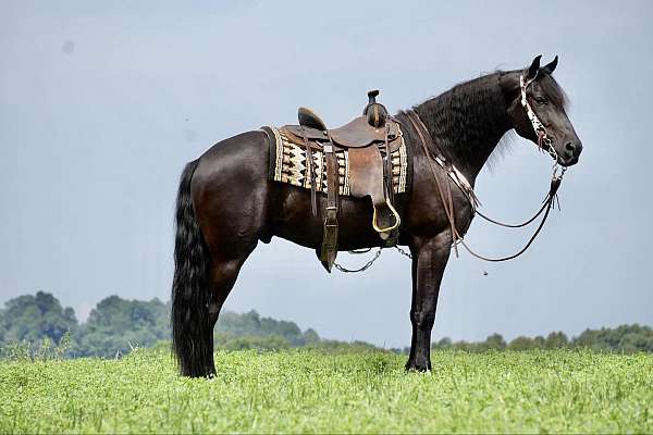 black-none-horse