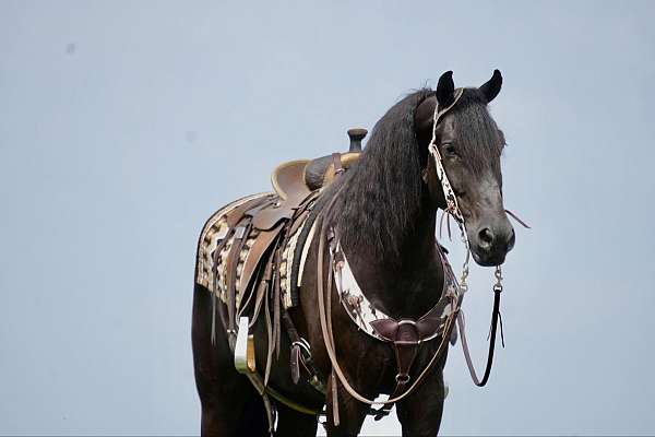 friesian-sport-horse