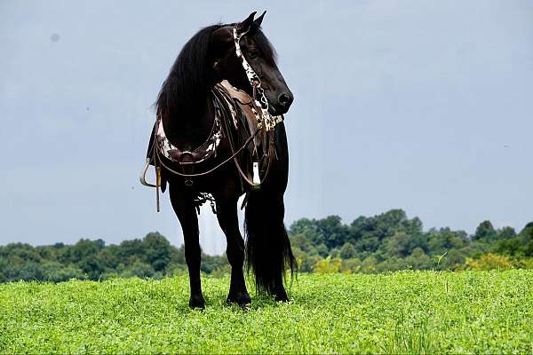 draft-friesian-horse