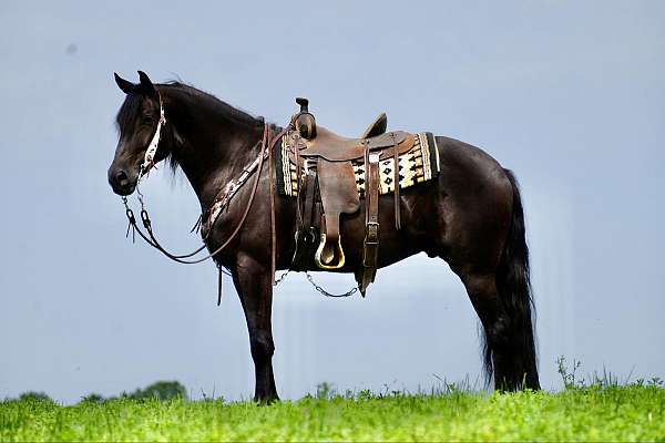 trail-friesian-horse