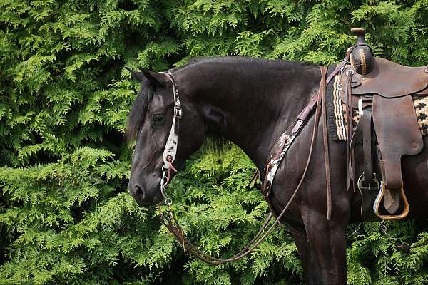 trick-friesian-horse