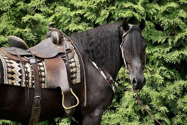 all-around-friesian-horse