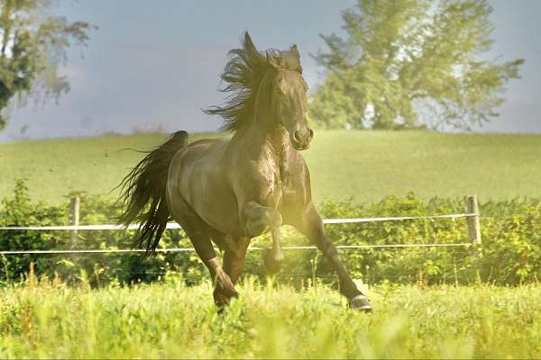 athletic-friesian-horse