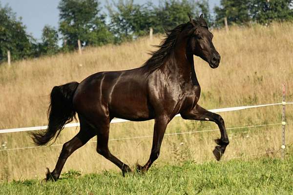 beginner-friesian-horse