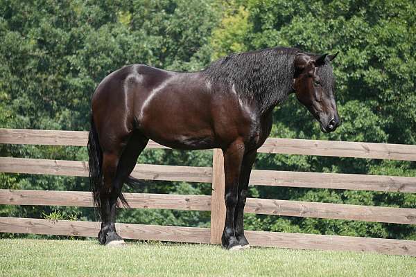 driving-friesian-horse