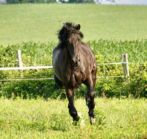 experienced-friesian-horse