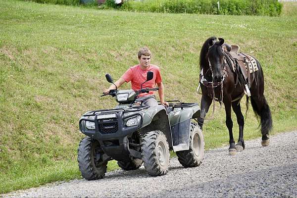 flashy-friesian-horse