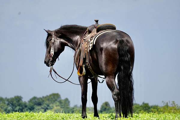 kid-safe-friesian-horse