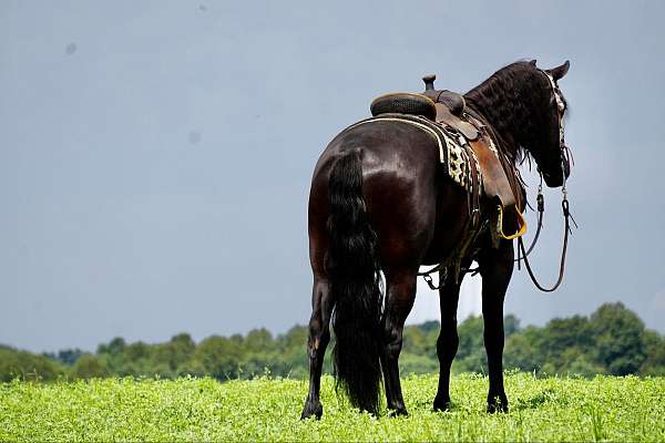 ranch-friesian-horse