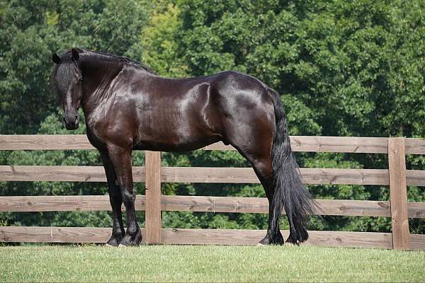 ranch-versatility-friesian-horse