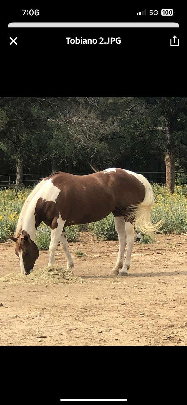 champion-ranch-paint-horse