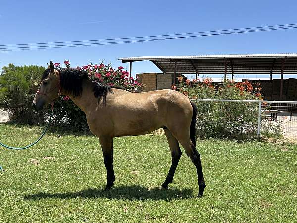 andalusian-stallion