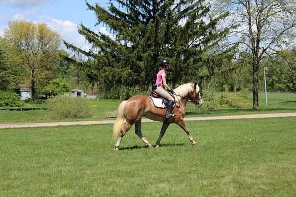 draft-haflinger-horse