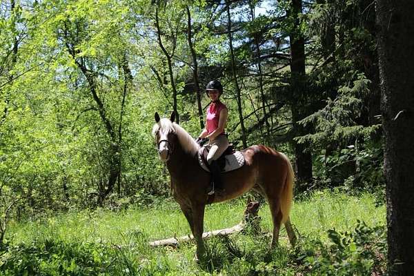 halflinger-haflinger-horse