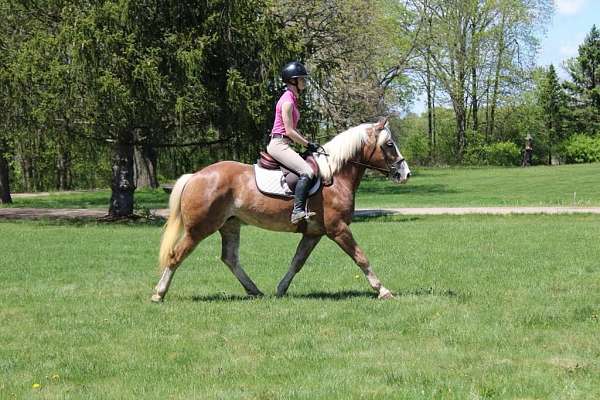 jumps-haflinger-horse