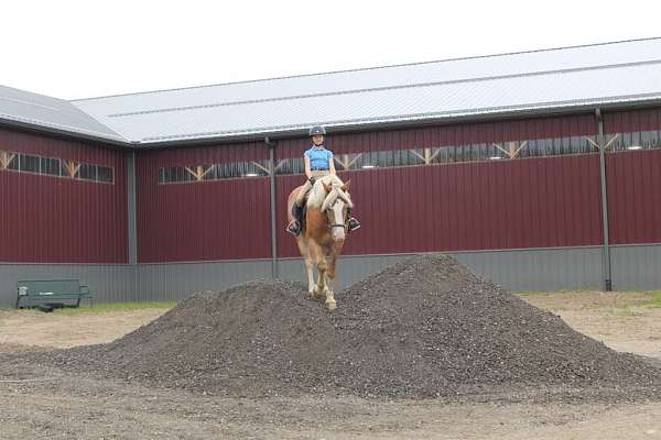 sorrel-haflinger-horse