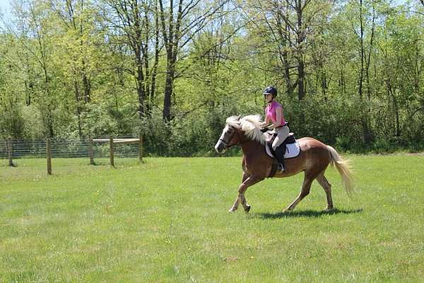 trail-haflinger-horse