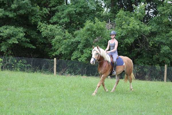 all-around-haflinger-horse