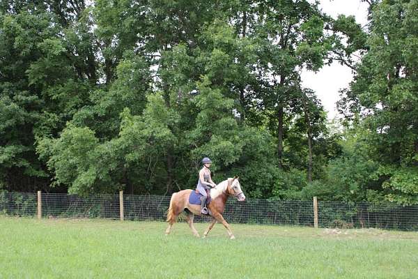 athletic-haflinger-horse