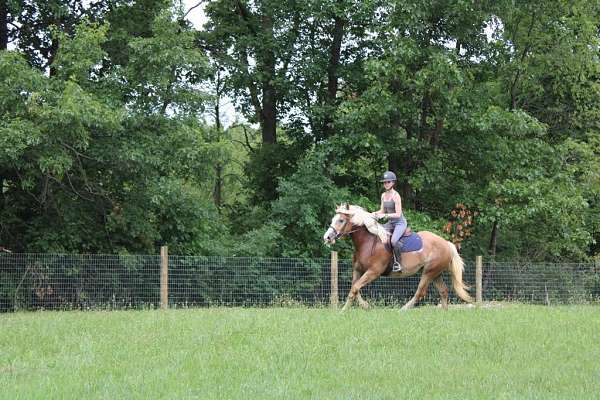 beginner-haflinger-horse