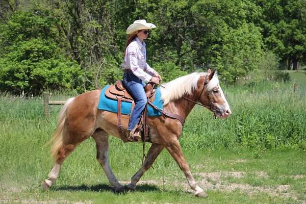 experienced-haflinger-horse