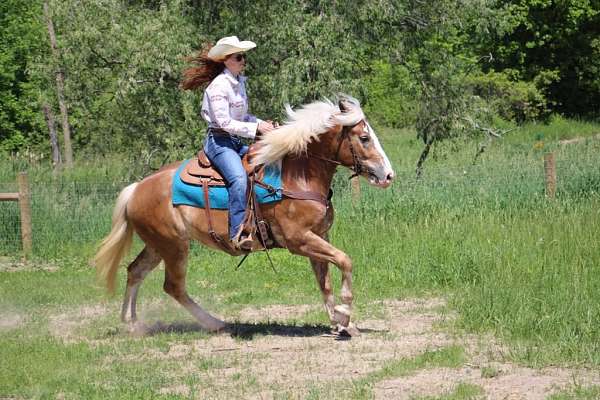 flashy-haflinger-horse