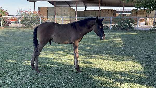 andalusian-colt