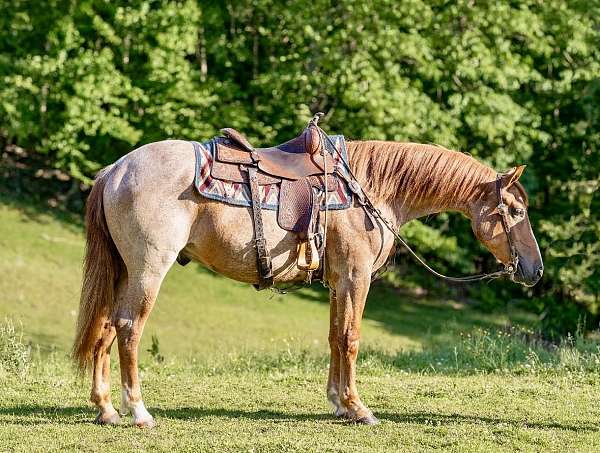 beginner-safe-quarter-horse